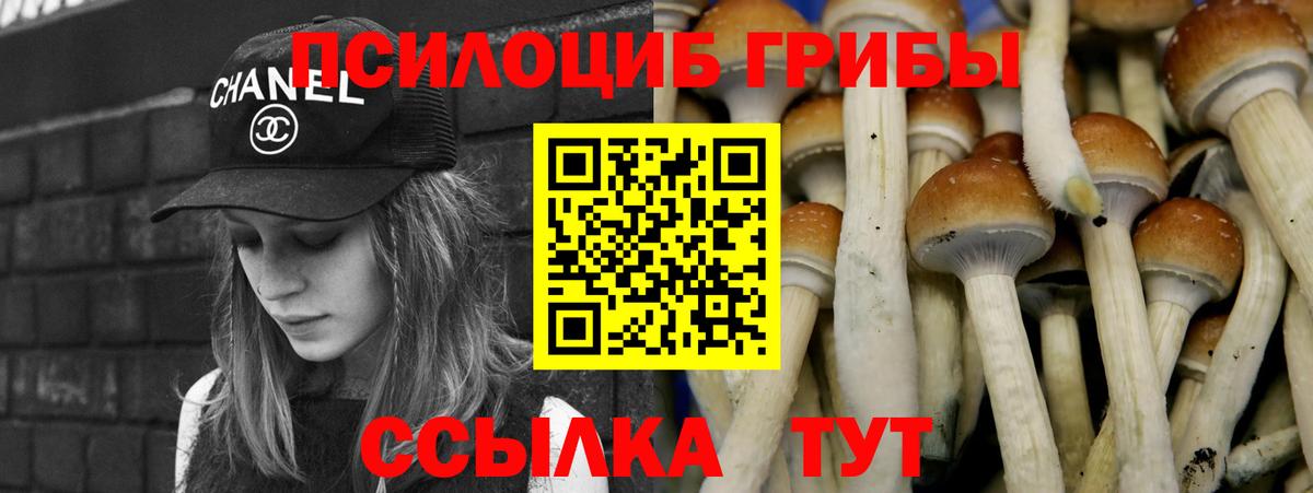 Псилоцибиновые грибы Psilocybine cubensis Губкинский
